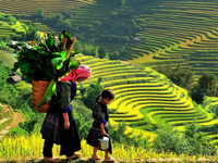 Beautiful scenery of Sapa in autumn - yellow colors cover the whole sky