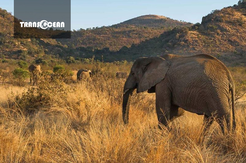 CÔNG VIÊN BẢO TỒN PILANESBERG