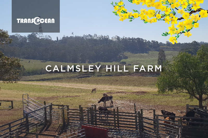 AUS 107 [Calmsley Hill Farm]-01.jpg