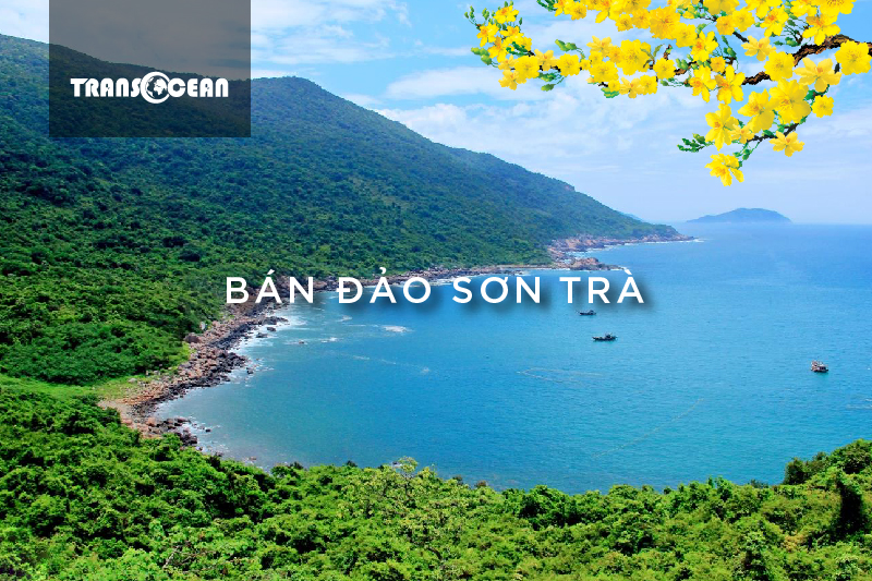MT 903 [Son Tra]-01.jpg