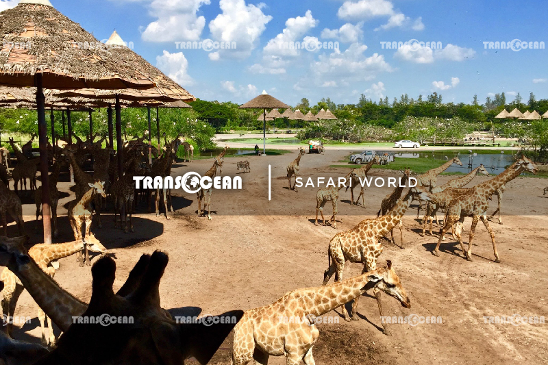 THA 1313 [Safari World]-01.jpg