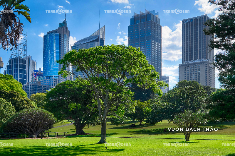 AUS 309 [Vuon Bach Thao]-01.jpg
