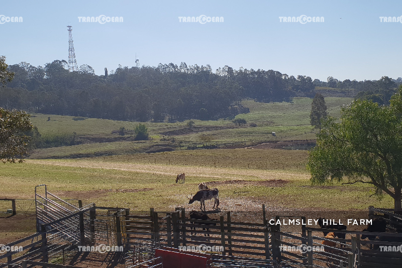 AUS 311 [Calmsley Hill Farm]-01.jpg