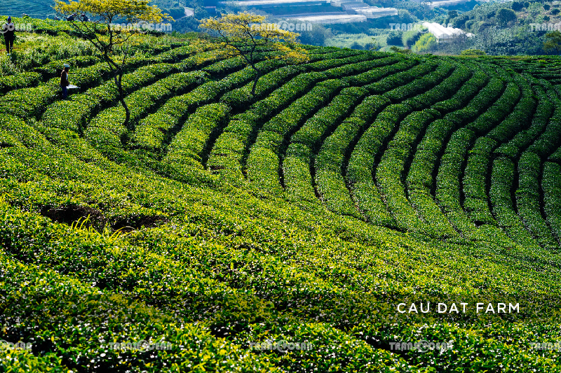 da-lat-4-days-3-nights-7.jpg