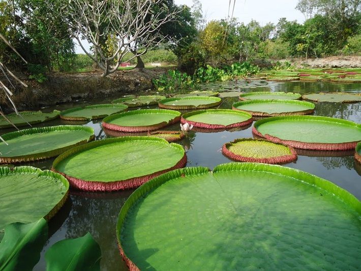 Khám Phá Miền Tây Sông Nước 4