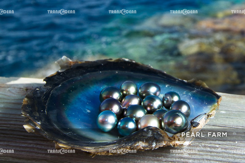 INB-1006-[Pearl-Farm]-01.jpg