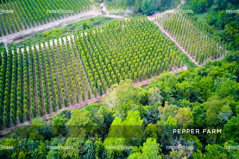 INB-1010-[Pepper-Farm]-01.jpg