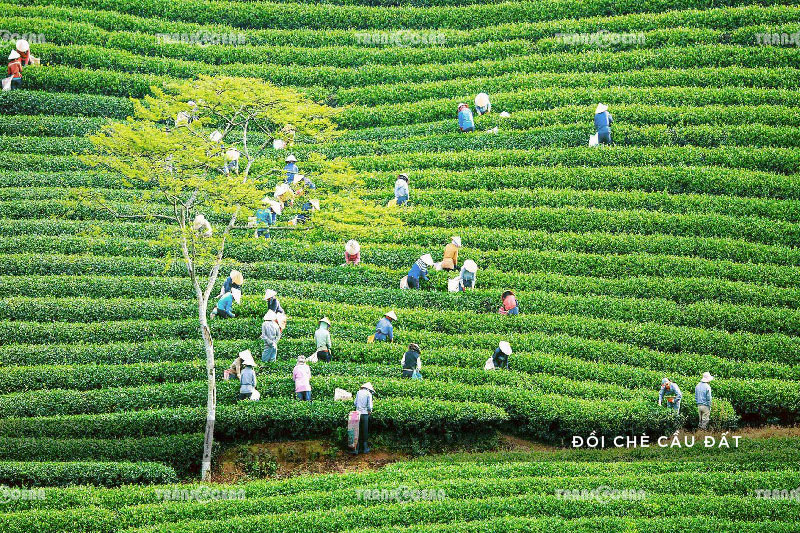 [INB]-DAL-421-[Doi-che-Cau-Dat]-01.jpg