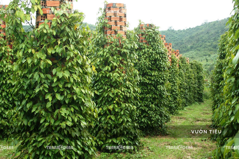 [INB]-KG-512-[Vuon-Tieu]-01.jpg