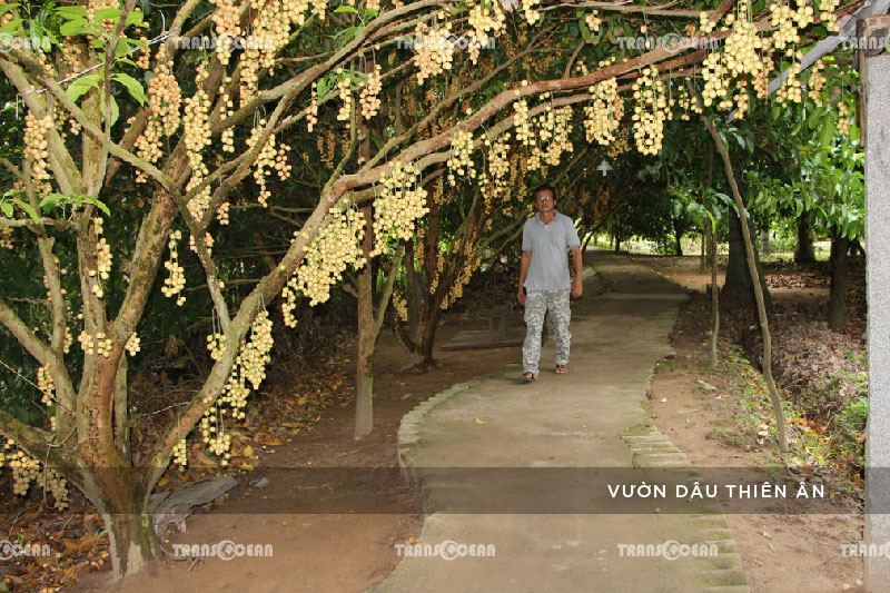 [INB]-MTa-323-[Vuon-Dau-Thien-An]-01.jpg
