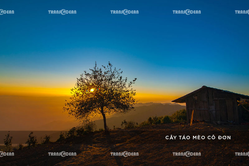 [INB]-MB-1901-[Cay-Tao-Meo]-01.jpg