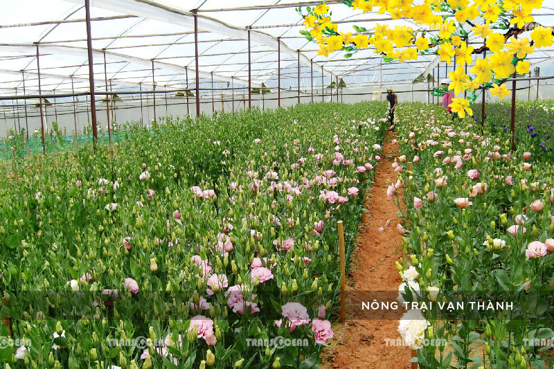 [INB]-DAL-609-[Nong-Trai-Van-Thanh]-01.jpg