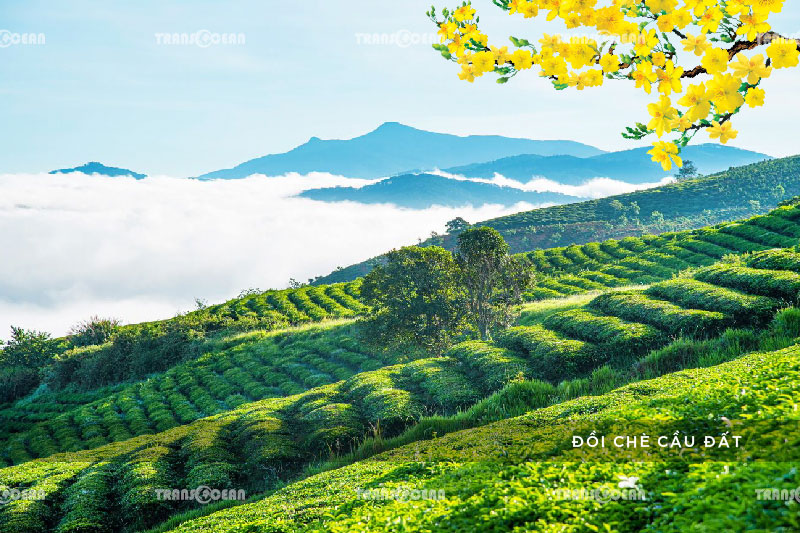 [INB]-DAL-610-[Doi-Che-Cau-Dat]-01.jpg